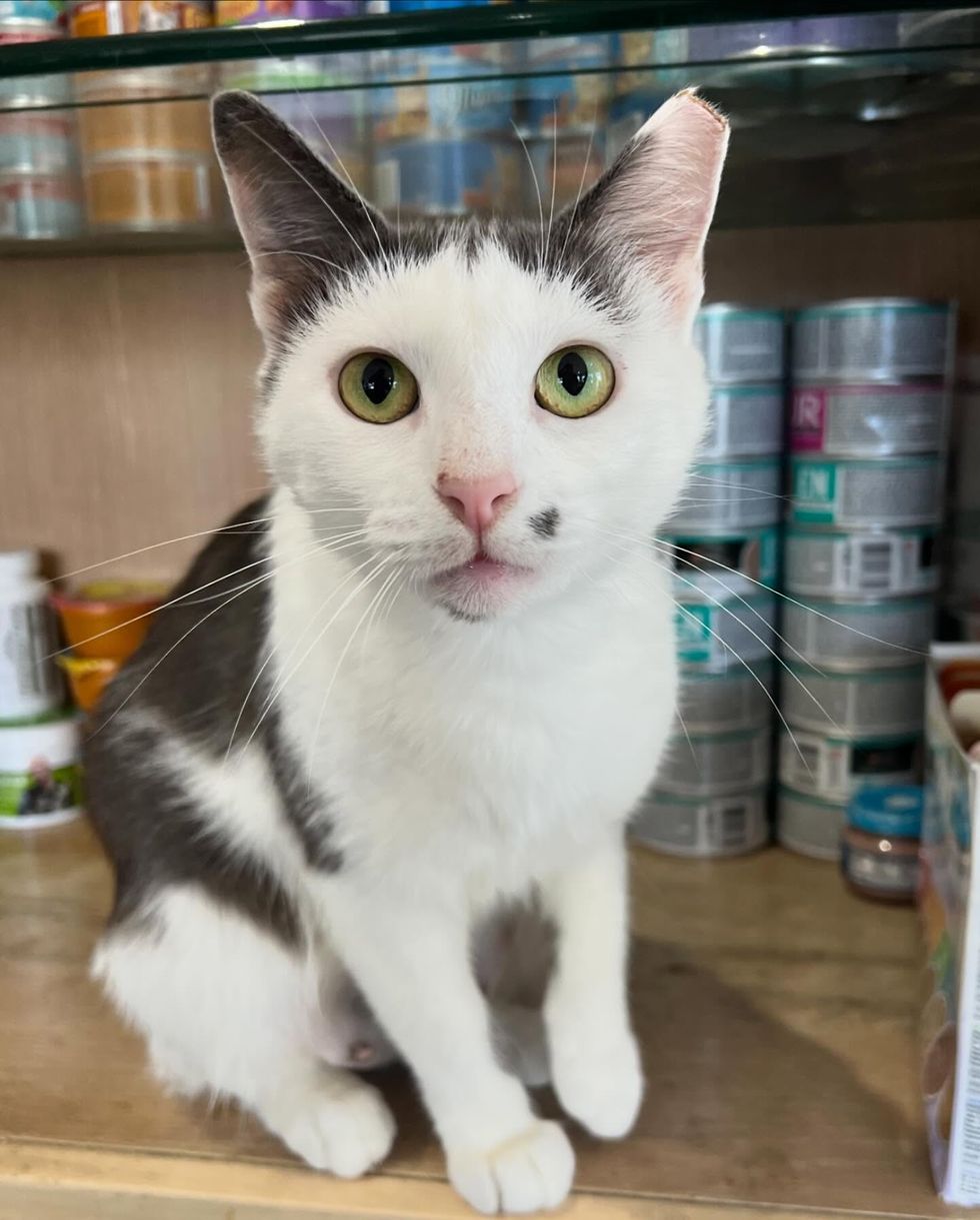 cat clinic helper