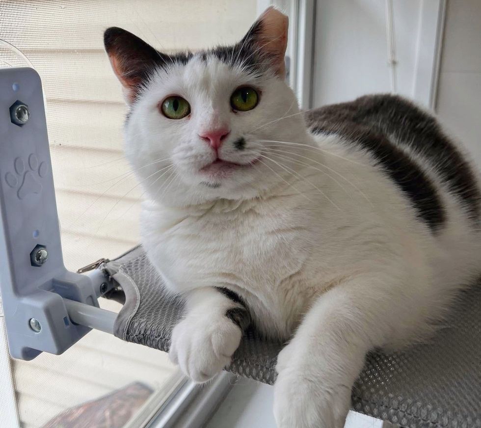 cat window watcher
