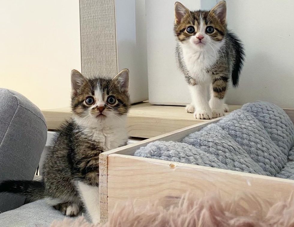 small cats brothers
