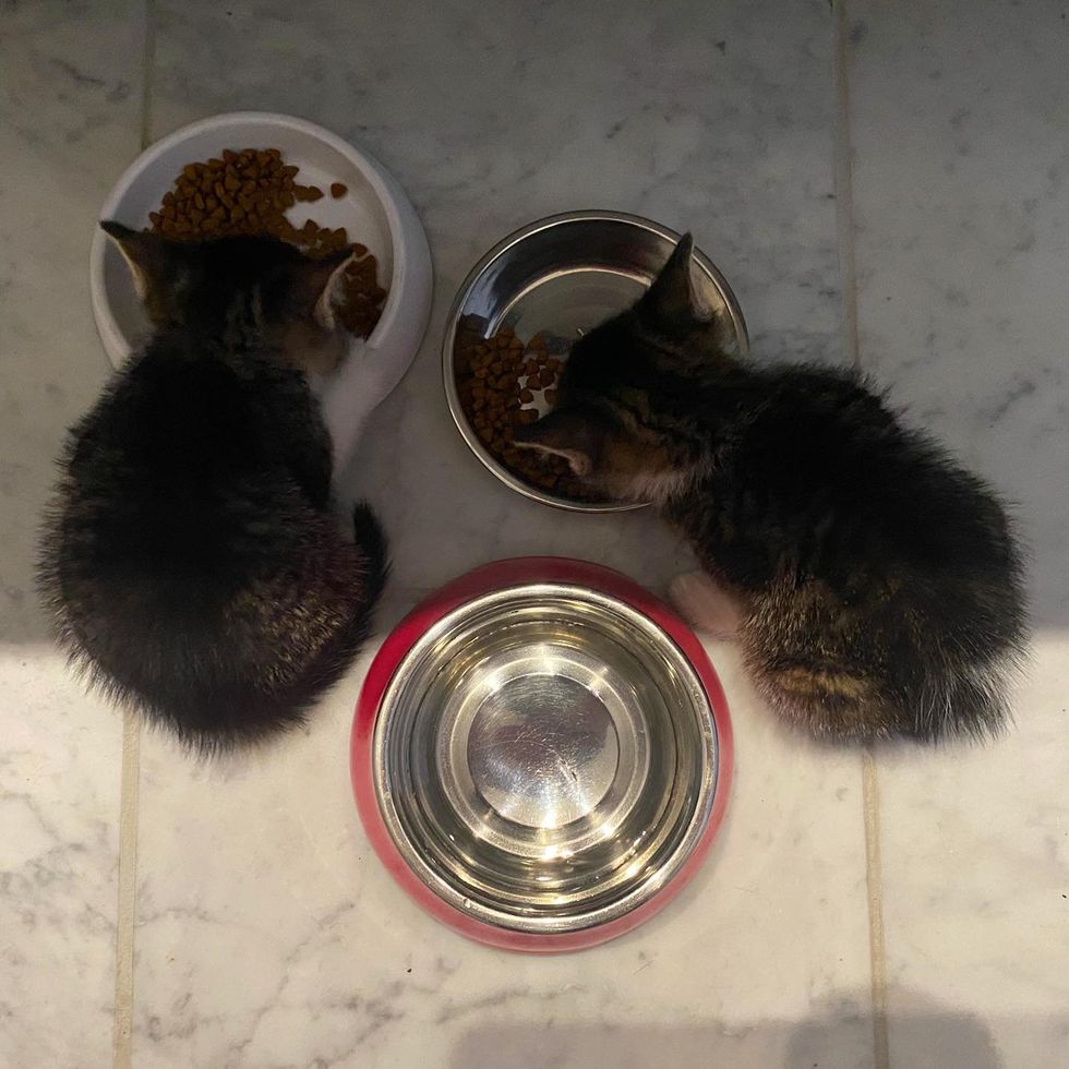 hungry cats eating