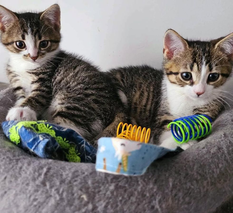 playful cats toys