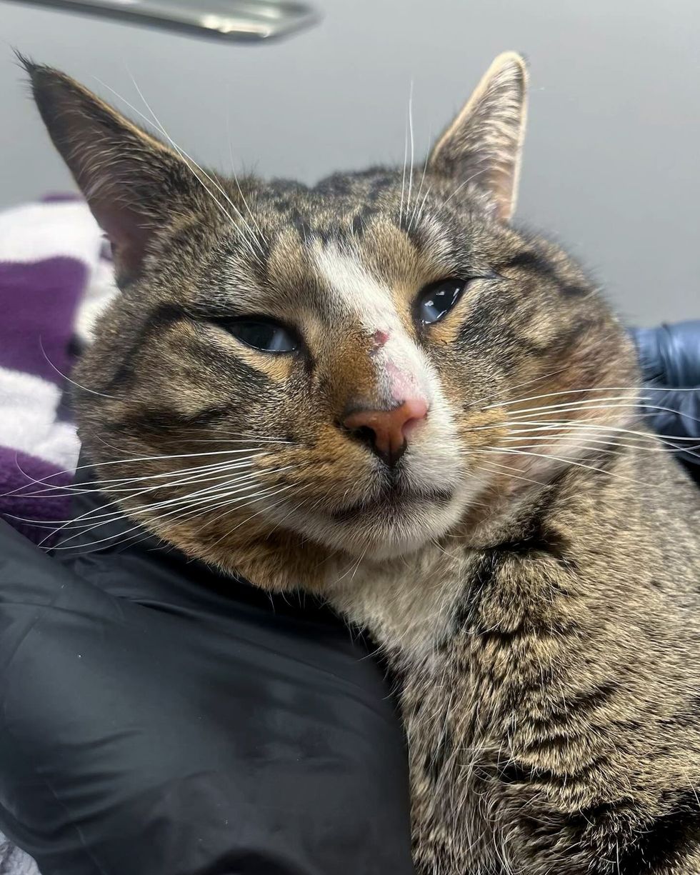 street cat rescued