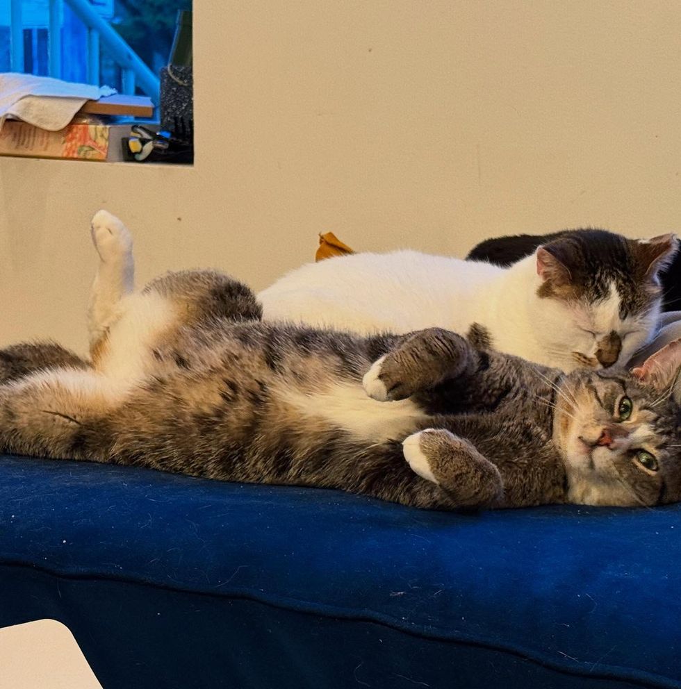 snuggly cat friends