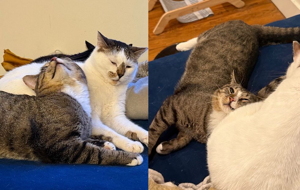 happy snuggly cats