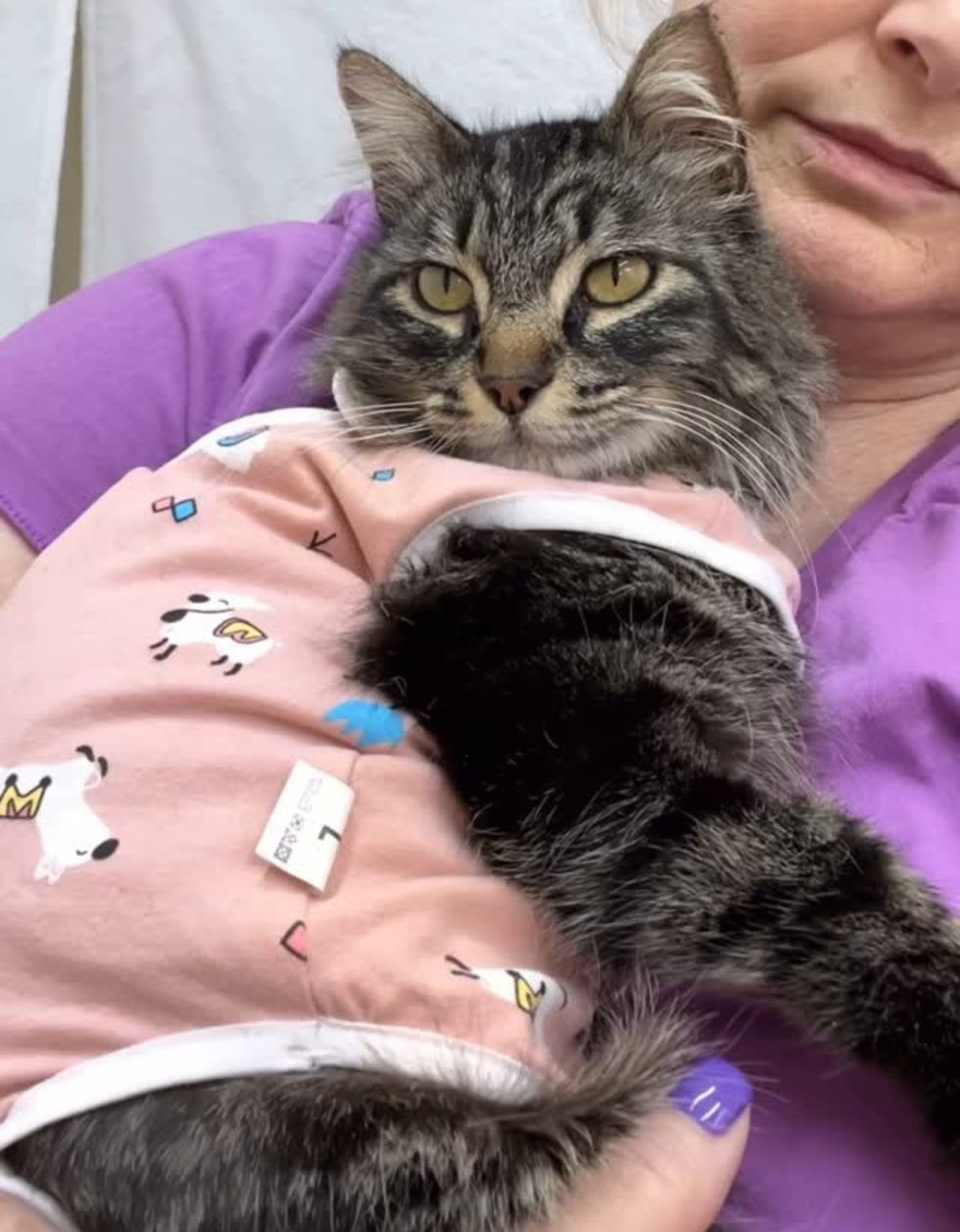 cuddly tabby cat