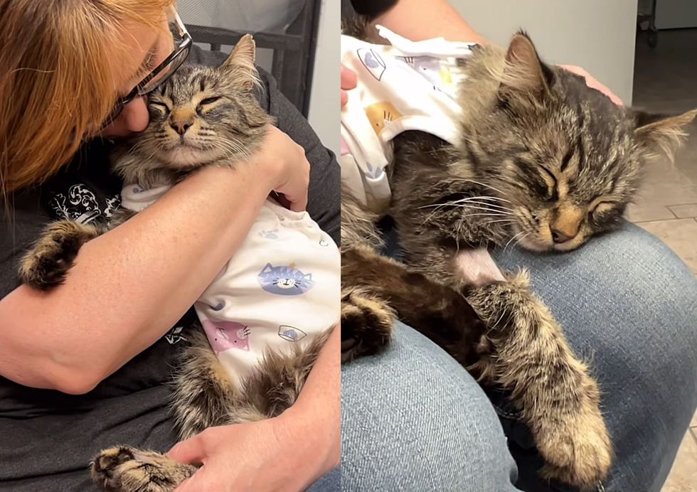 happy snuggly adopted cat
