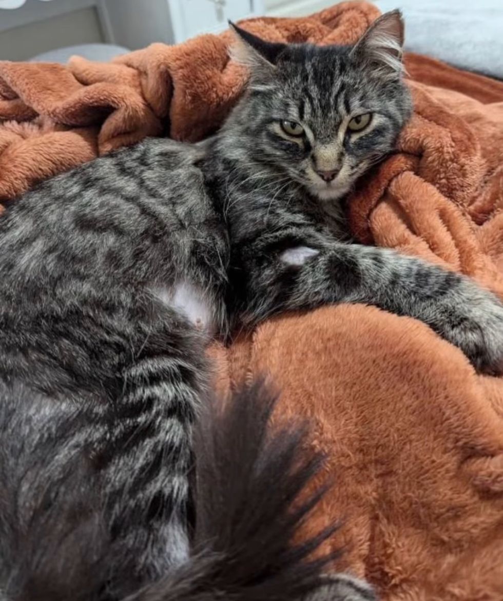 tabby cat home