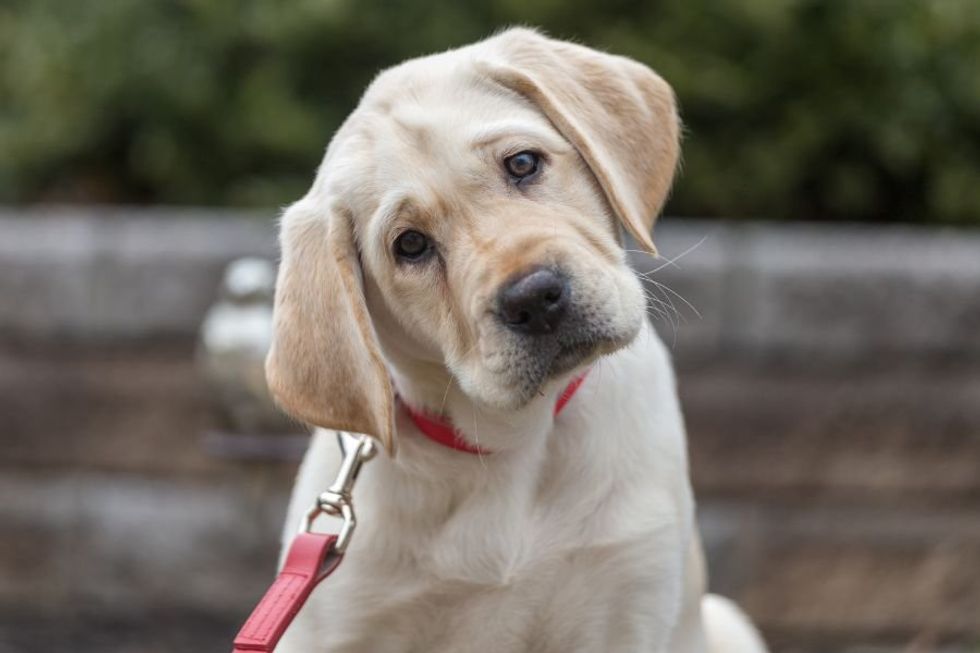 dogs; dogs eyebrows; dogs have eyebrows; evolution of dogs; man's best friend; puppy dog eyes