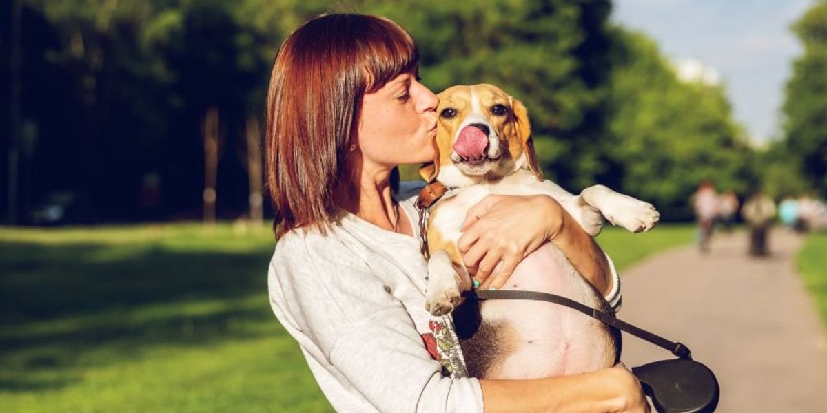 Study finds that dogs developed one specific facial trait to pull on human heartstrings