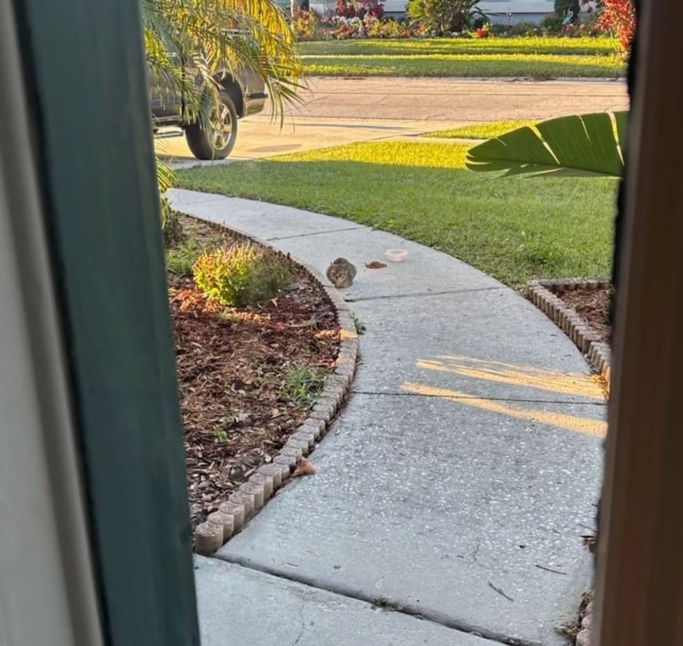 stray kitten yard