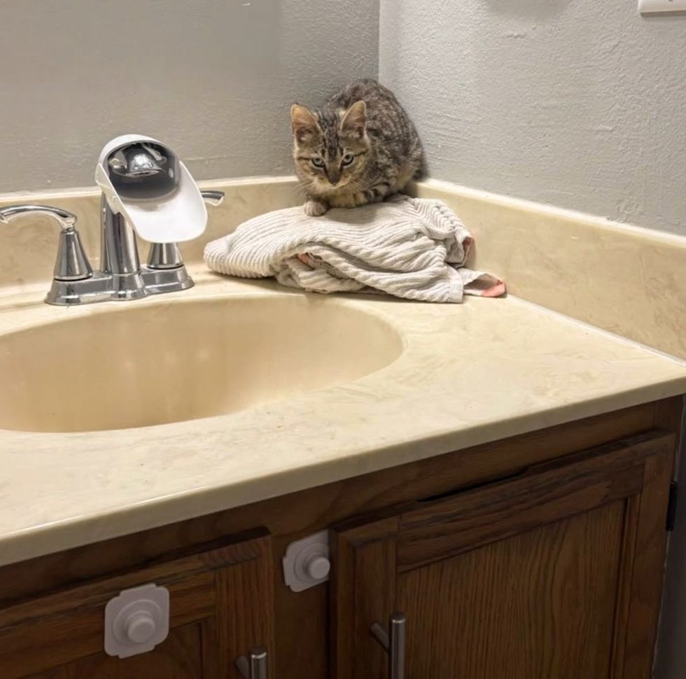 shy stray kitten indoors