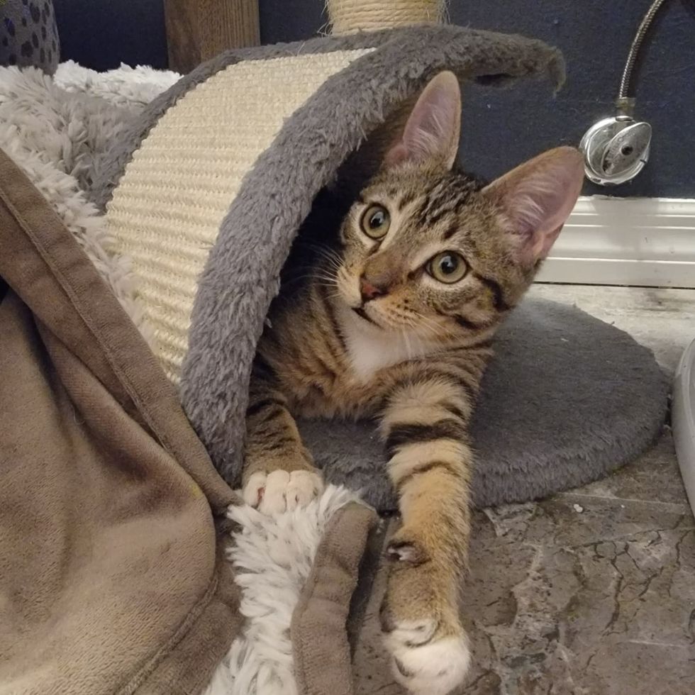 happy tabby cat