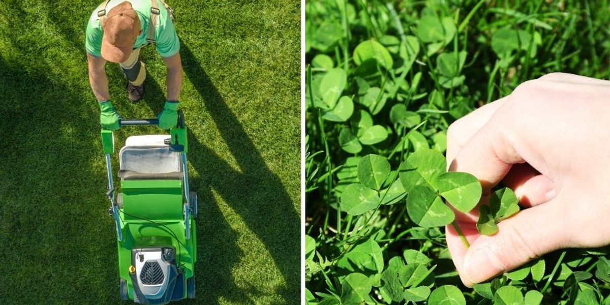 9 reasons to seriously consider replacing your grass with a clover lawn