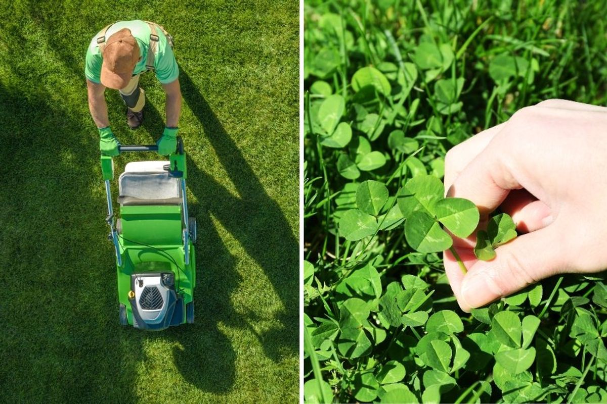 lawn, grass, yard, clover lawn, replacing grass with clover