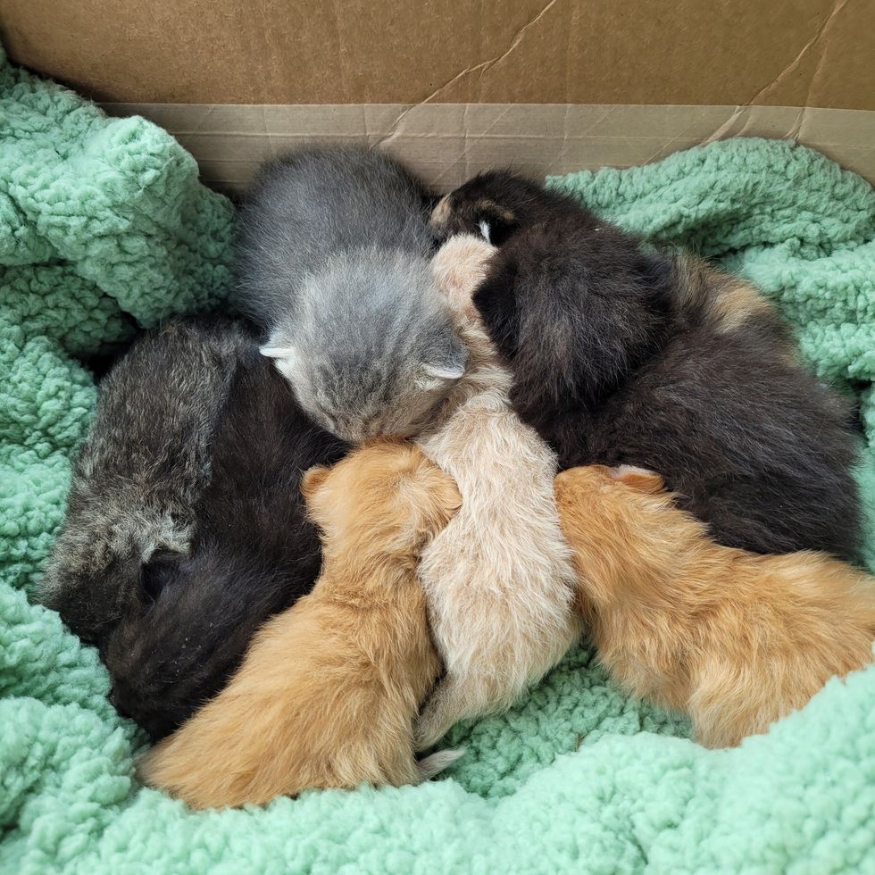 eight kittens bunch