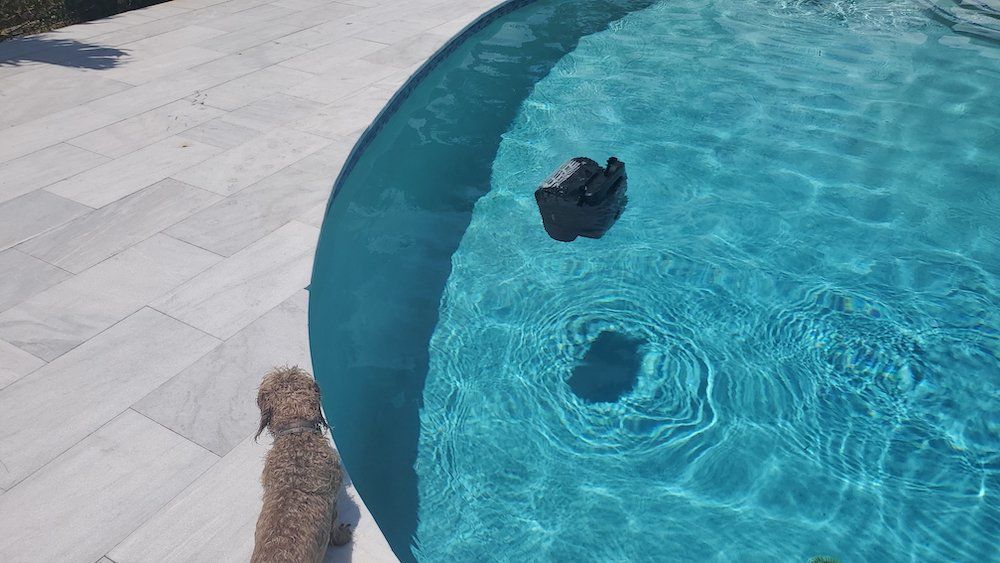 scruffy the dog watching AquaSense 2 Ultra pool cleaner clean the pool floor.