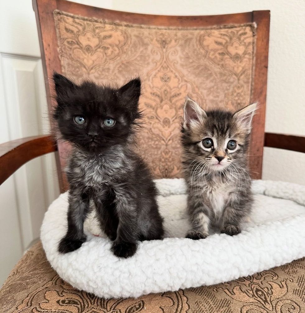 fluffy kittens