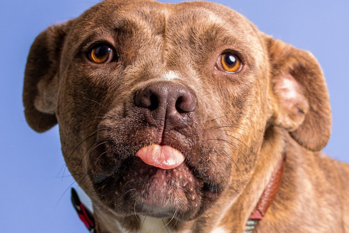 funny dog videos, the dodo, pit bulls, pibbles, dog videos, funny dogs, bishop ace