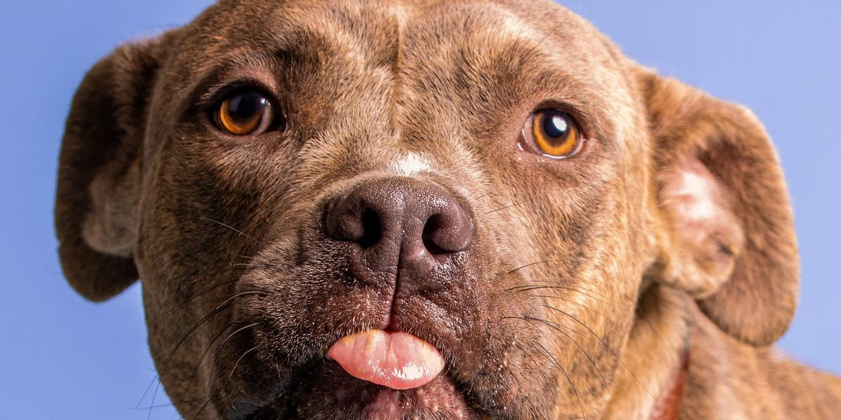 Family stages an intervention for pit bull that only misbehaves when Grandma is around