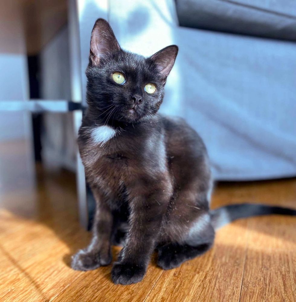 house panther sun