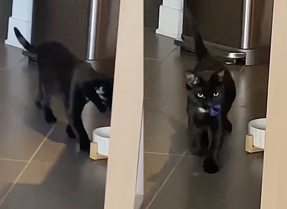 cat fetching toys