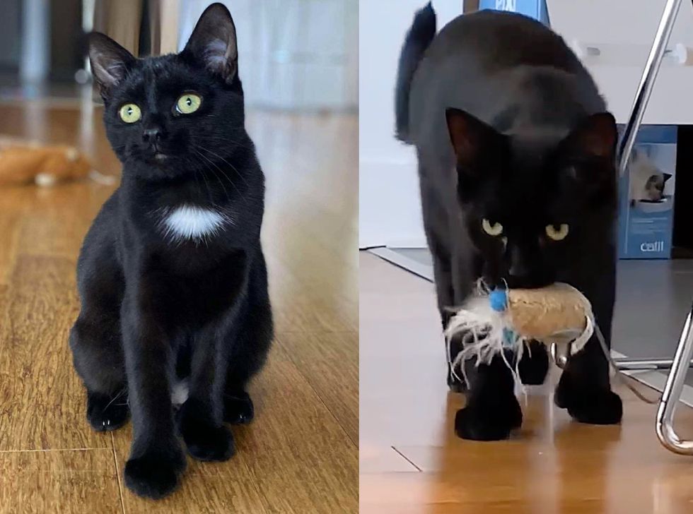 house panther cat fetching