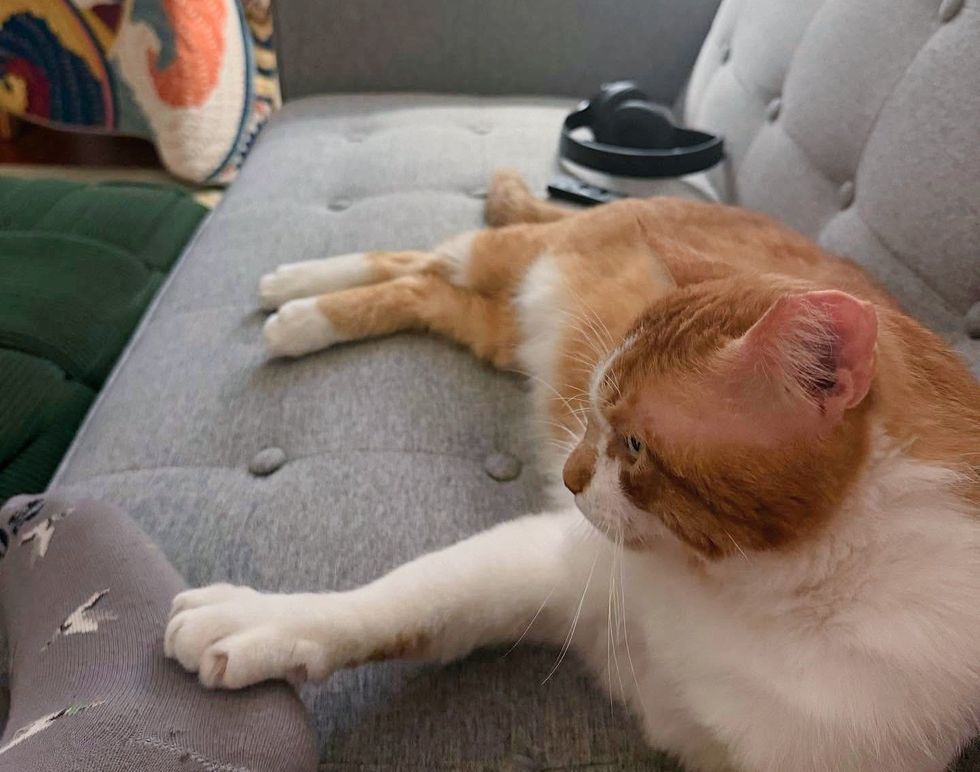 cat paws touch foot
