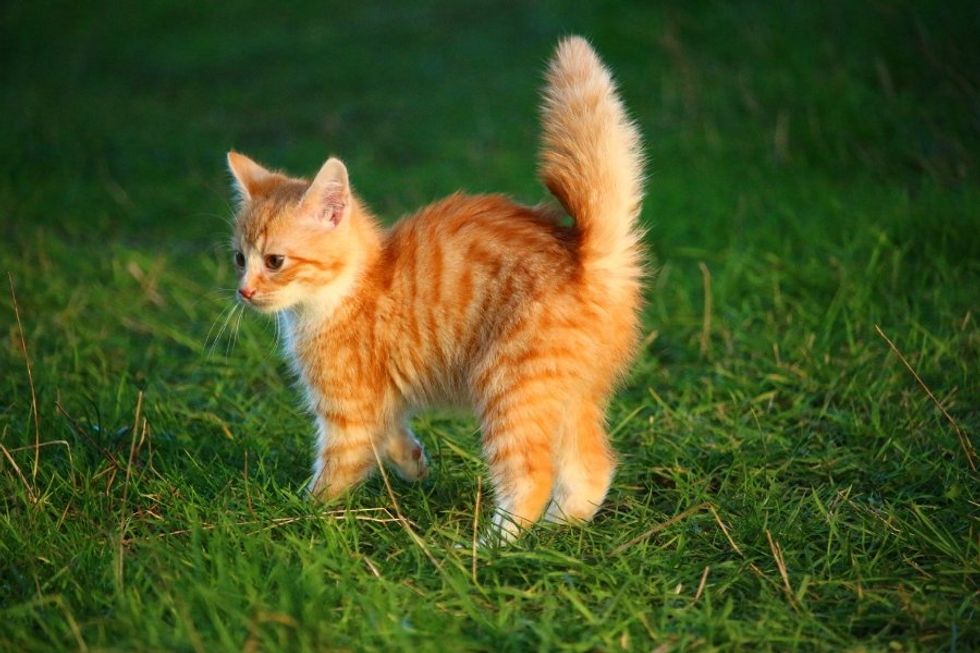 orange kitten, orange tabby, ricky the kitten