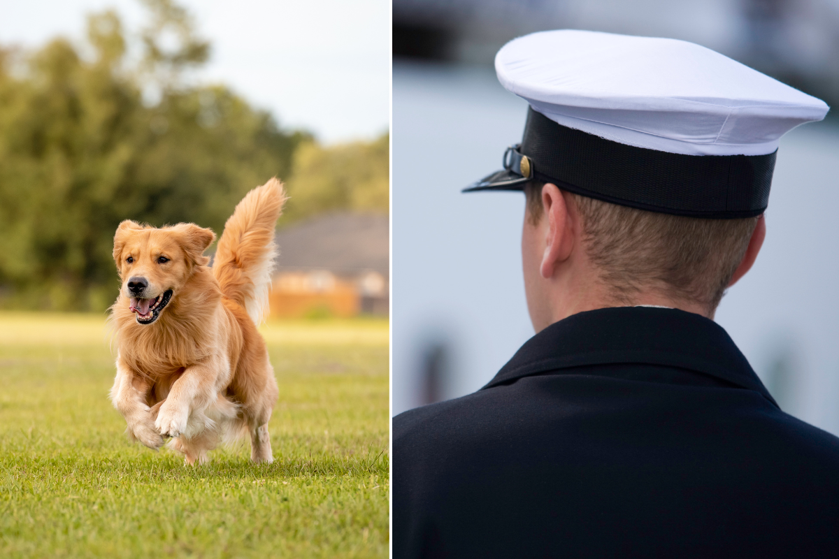dogs, golden retriever, puppy, soldier, us navy, social media, facebook, viral, heartwarming, love, family