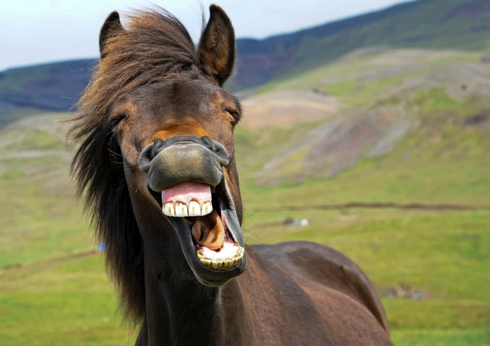 idioms, horses, healthy as a horse, animals, sayings