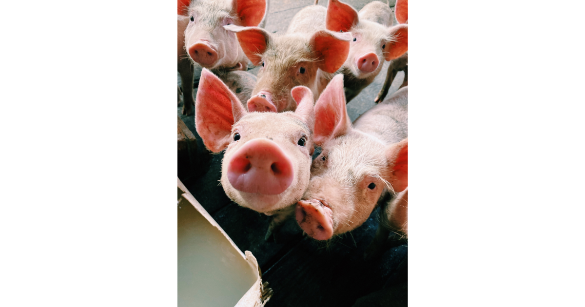 pigs, sweat, sweating like a pig, idioms, origins