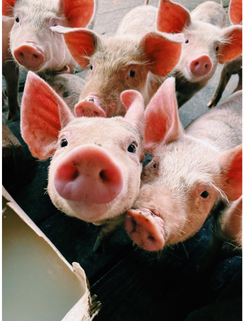 pigs, sweat, sweating like a pig, idioms, origins