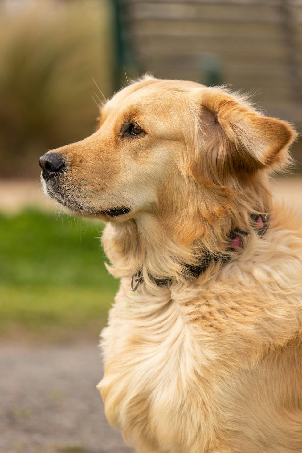 dogs, golden retriever, puppy, soldier, us navy, social media, facebook, viral, heartwarming, love, family