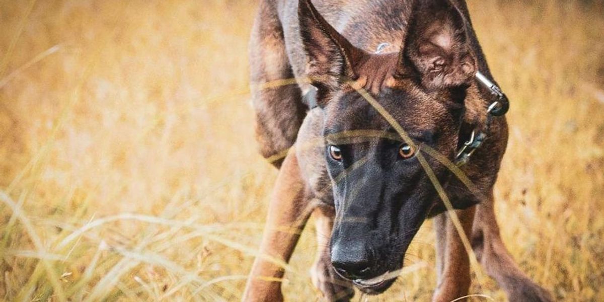 Study reveals which dog breed is the smartest—and it's not what you might expect