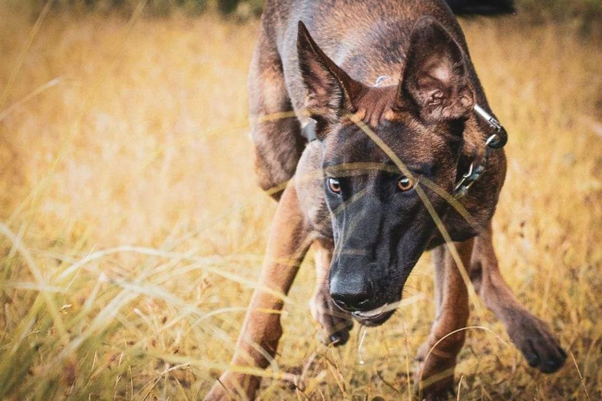 dogs, smartest dog breed, smart dogs, belgian shepherd, belgian malinois
