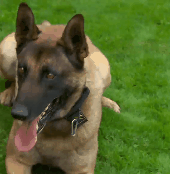 belgian malinois, belgian shepherd, smart dogs
