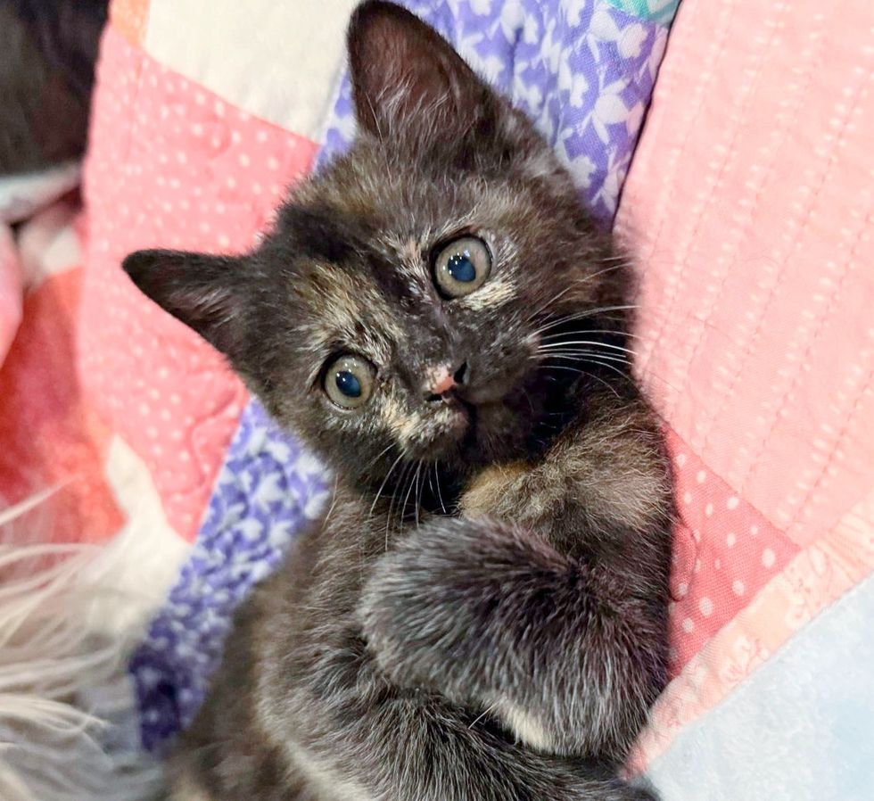 トーテーの子猫