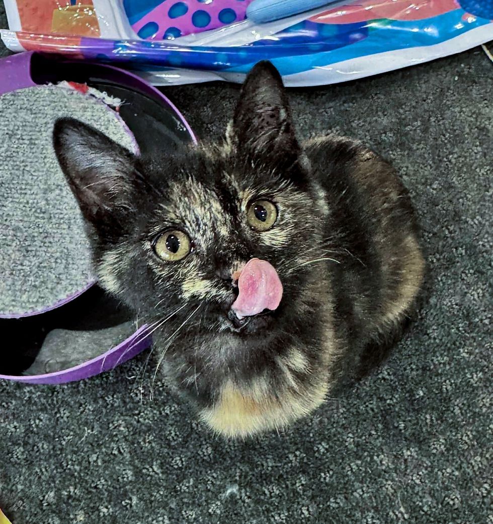 tortie kitten male