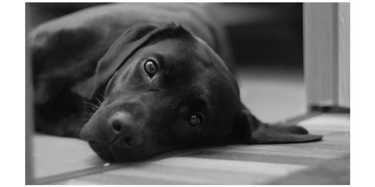 A young autistic man was scared of dogs. This stray changed everything.