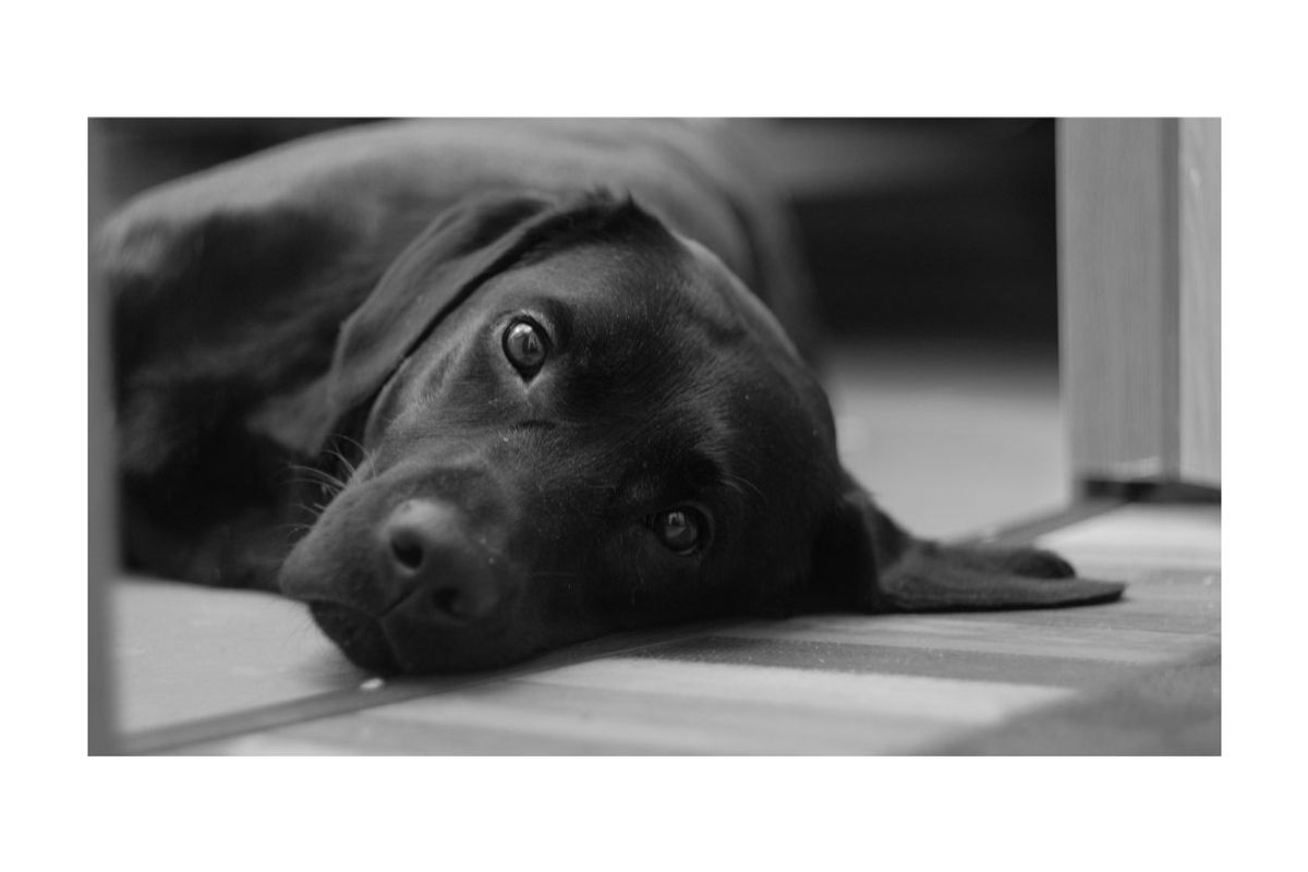 dog, black lab, service dog, spectrum, autism
