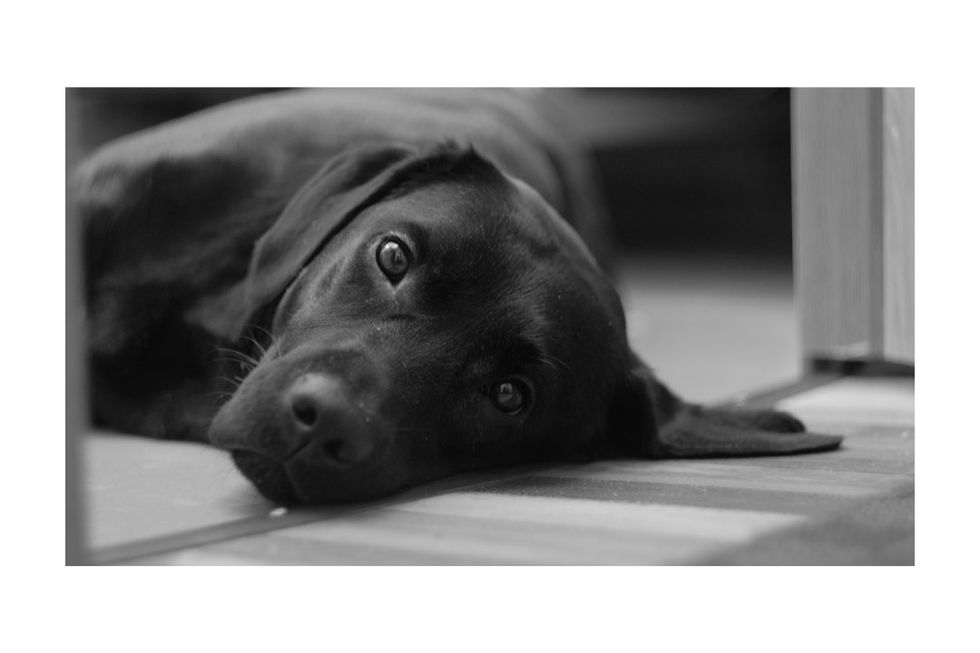 A young autistic man was scared of dogs. This stray changed everything.