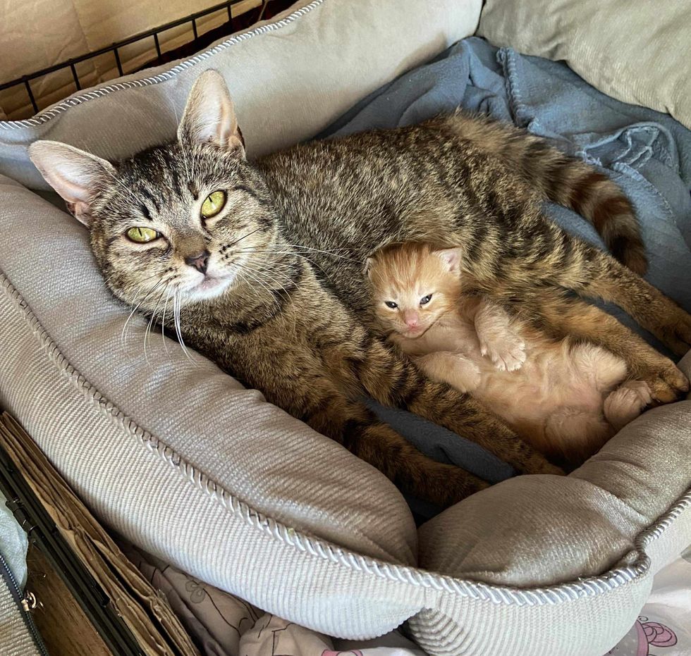 Cat mom hugs kitten