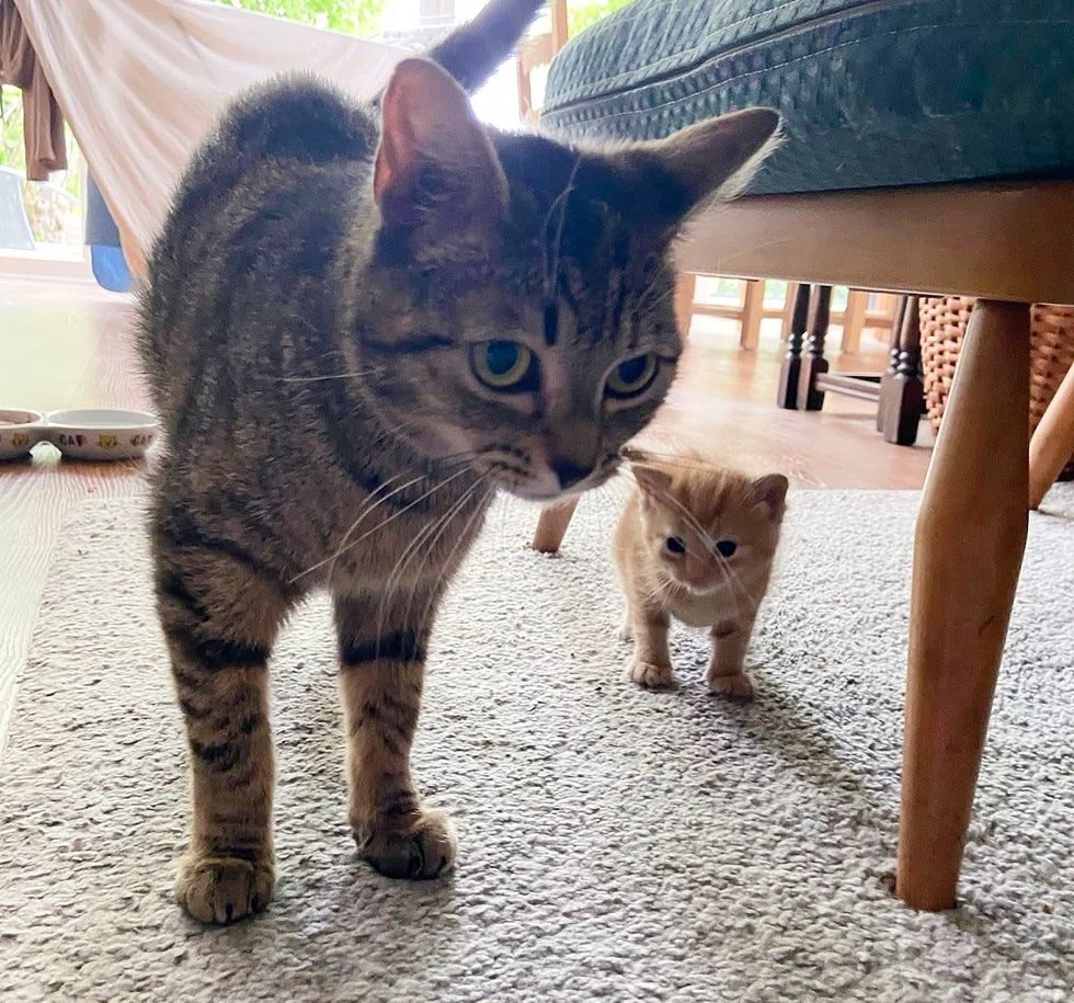 Cat kitten exploration