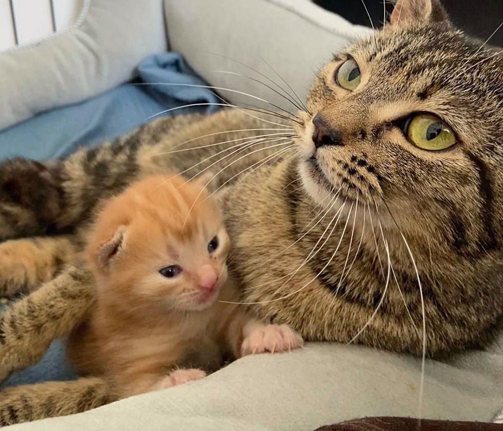 Tabby Cat Mom Kittens snuggle