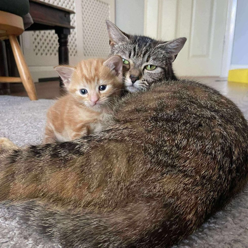 The cat hugged the kitten