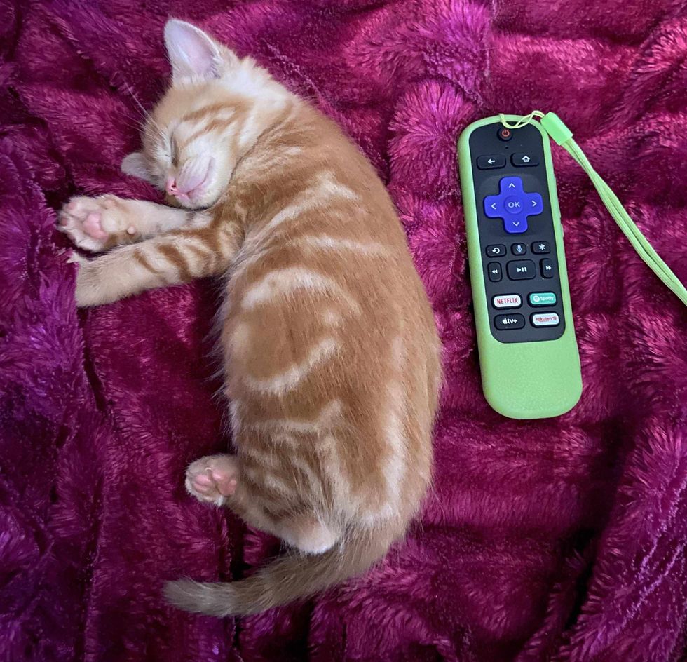 Ginger kitten small remote control