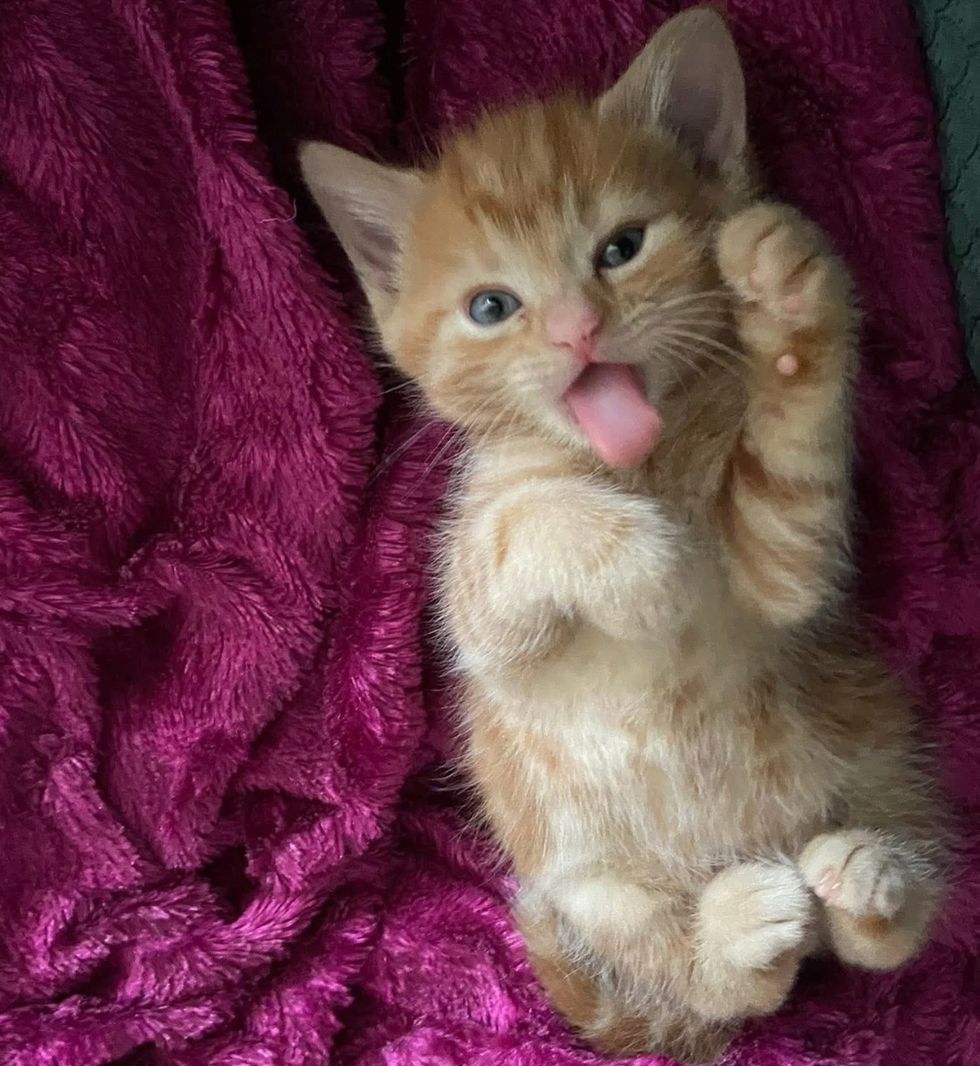 Playful and happy ginger kitten