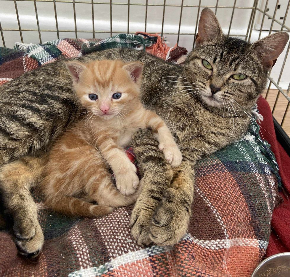 Kitten cat mom got tied up