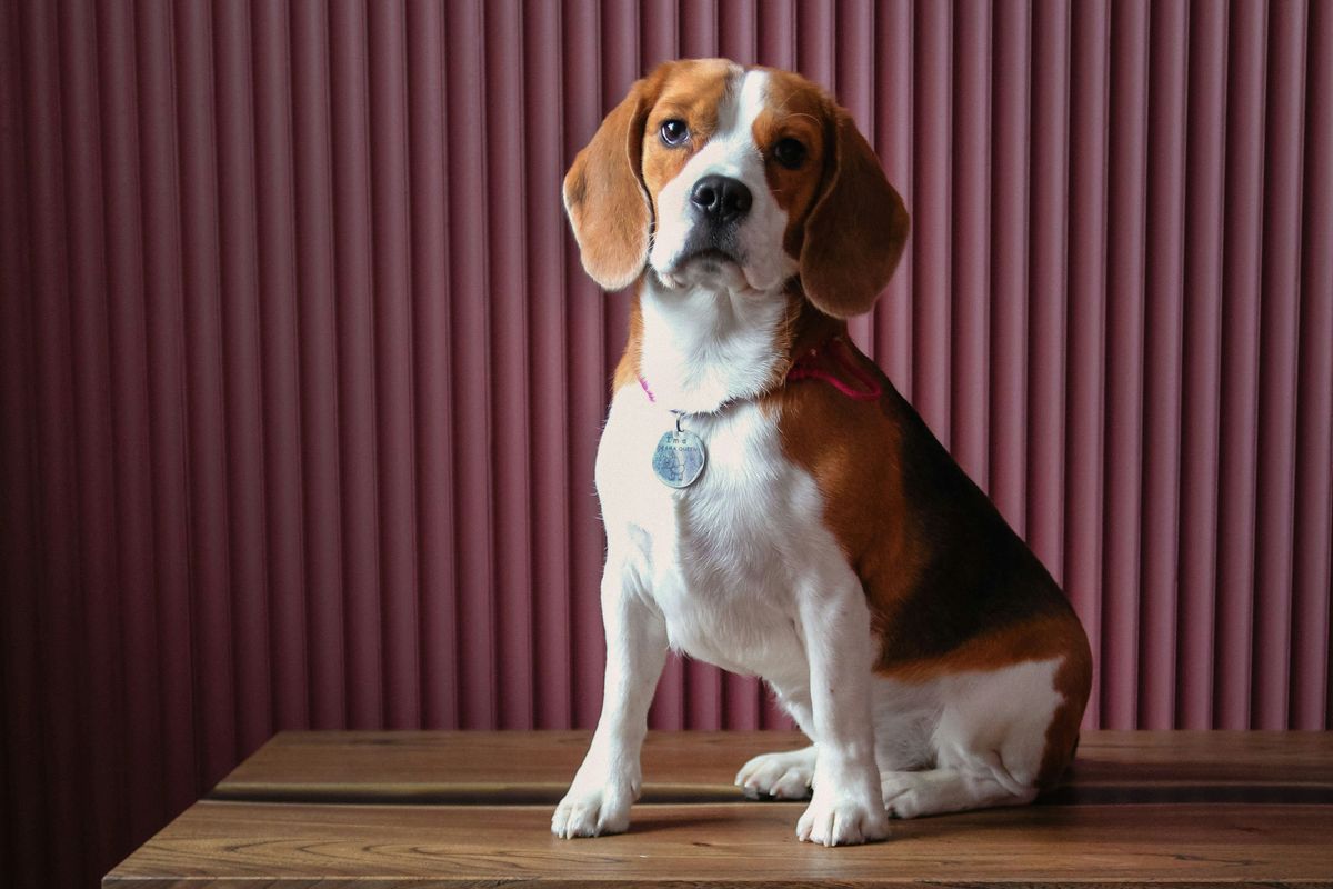 beagle, dog, breeds, naughty, pups