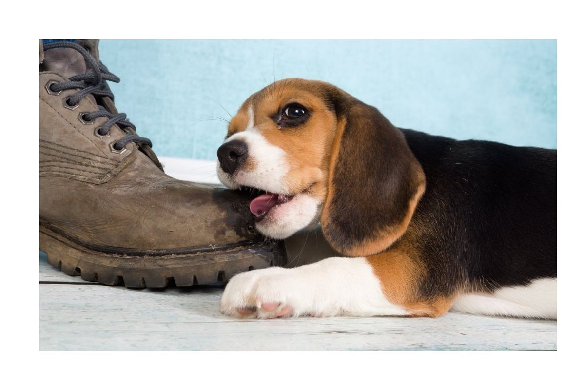 beagle, naughty, dog, shoe, dog breeds